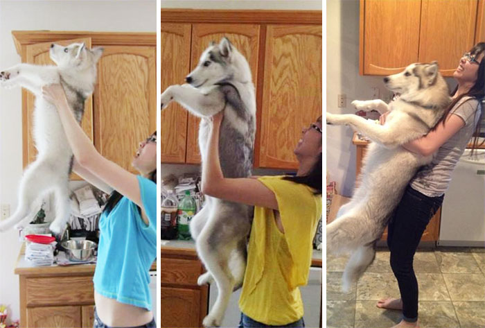 Cue Lion King Music. Naaaaaaaaaaants Ingonyamaaaaaa