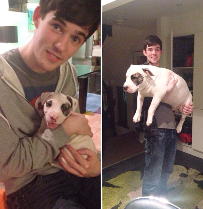 My Friend's Dog, One Year Later