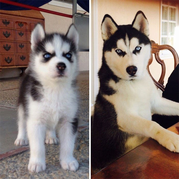 Meet Maximus (Then And Now)