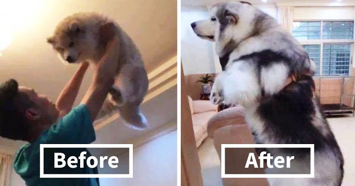 75+ Adorable Before & After Pics Of Dogs Growing Up (Add Yours!)75+ Adorable Before & After Pics Of Dogs Growing Up (Add Yours!)