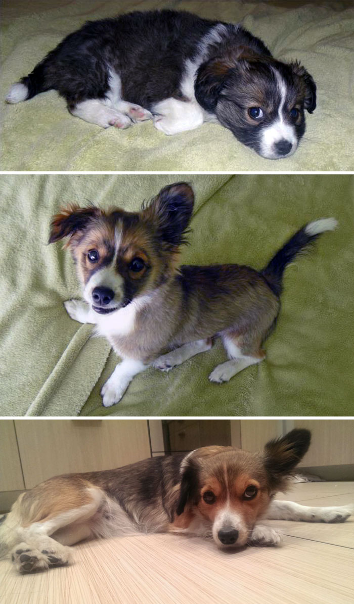 I Named My Dog Spurga (Lithuanian For "Doughnut"), Because She Was A Fluffy Little Ball Of Fur. Then She Grew Up And Turned Into An Athletic-Looking Lady