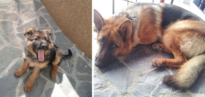 My Boy Nucky. He Just Kept Growing And Growing