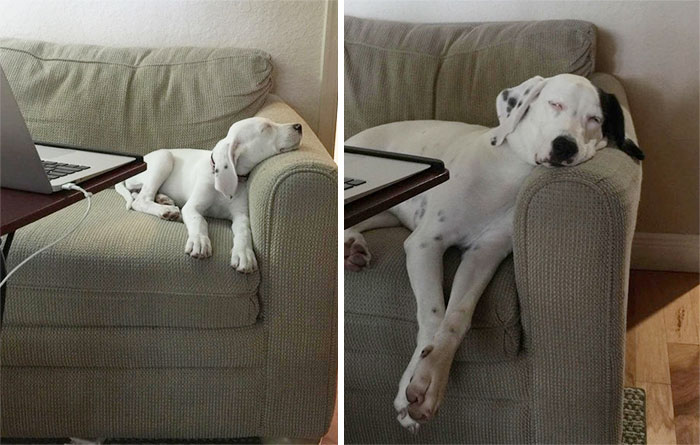 Puppy Transformation. 2 Months And 8 Months Old