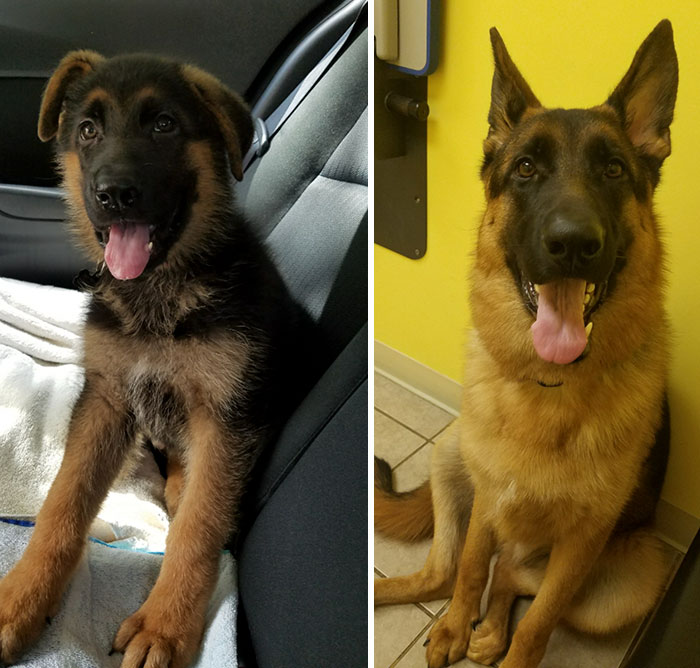 Our Pupper Is Officially A Doggo!! 1 Year Old