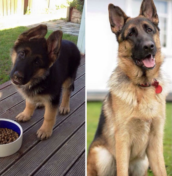 This Is Our Good Boy Blake. 2 1/2 Years Old