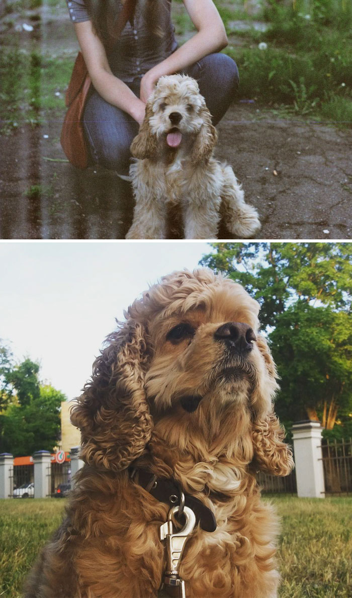 About 7 Months Old Vs. 7 Years Old. Toris Looks More Serious Now But His Behaviour Never Changed - Waggy Tail Is Still Waggy