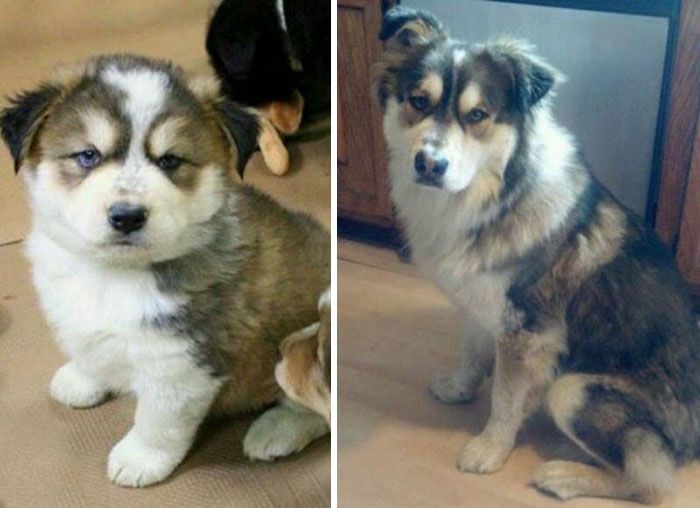 My German Shepard/Malamute Mix At A Few Weeks And Just Over A Year Old