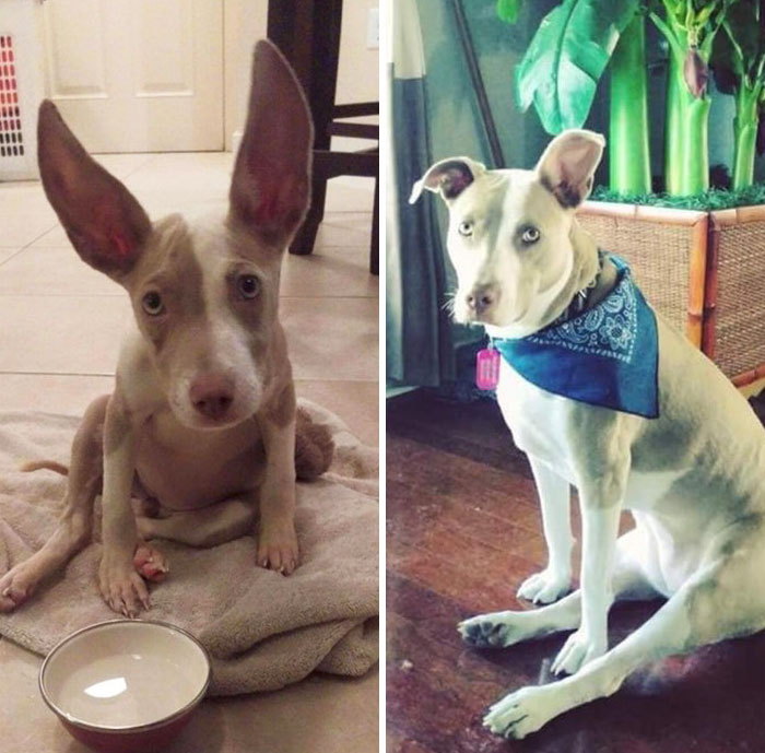 Before & After Of This Bunny Like Puppy