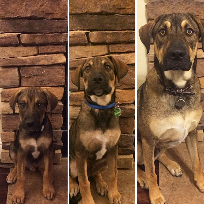 Rescue Puppy Before & After