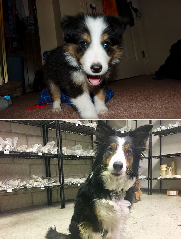 She Grew Up So Fast... (8 Weeks Vs 11 Years)