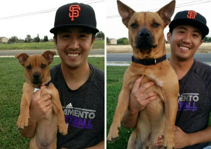 Before And After, 1 Year A Part. He's A Corgi/pitbull Mix