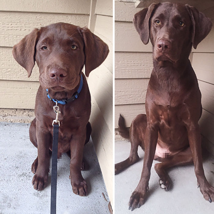 Cooper At 12 Weeks Old Vs 2-Year-Old 100 Lbs Cooper