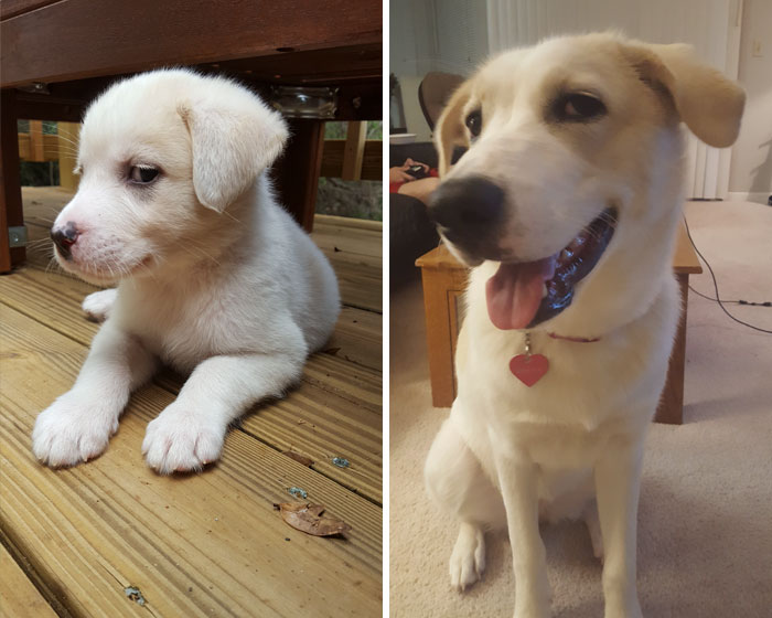 Sassy Then, Sassy Now... Dakota 8 Weeks Vs. 8 Months Old