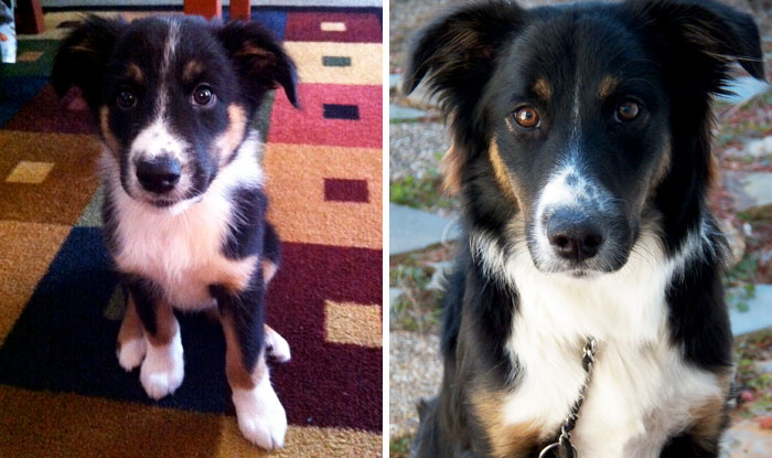 My Puppy Then Vs Now