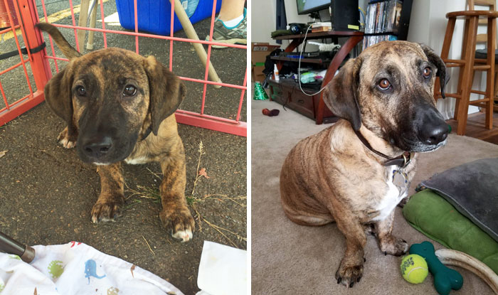 My Pup Then Vs Now