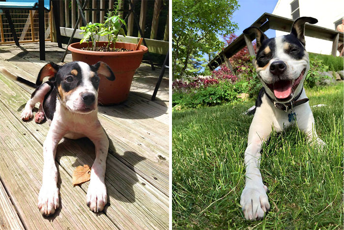 Scooter. Our Little Rescue From Arkansas, Happy In Massachusetts