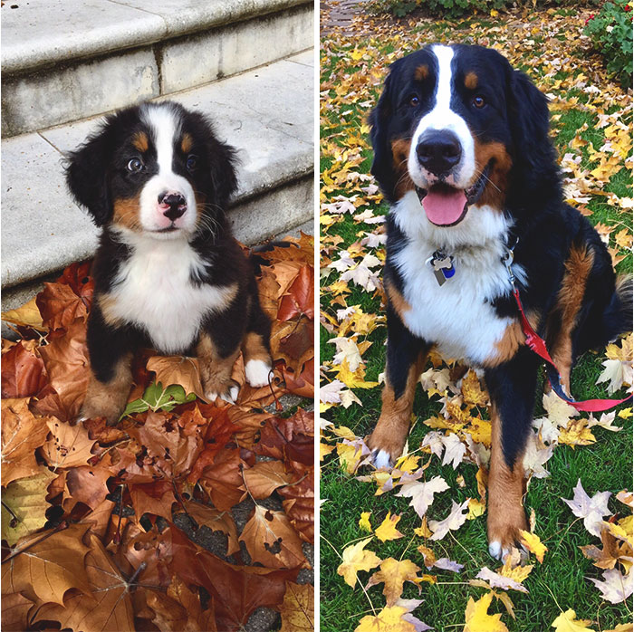 Before & After: Bernese Mountain Dog 1 Year & 105 Pound Difference