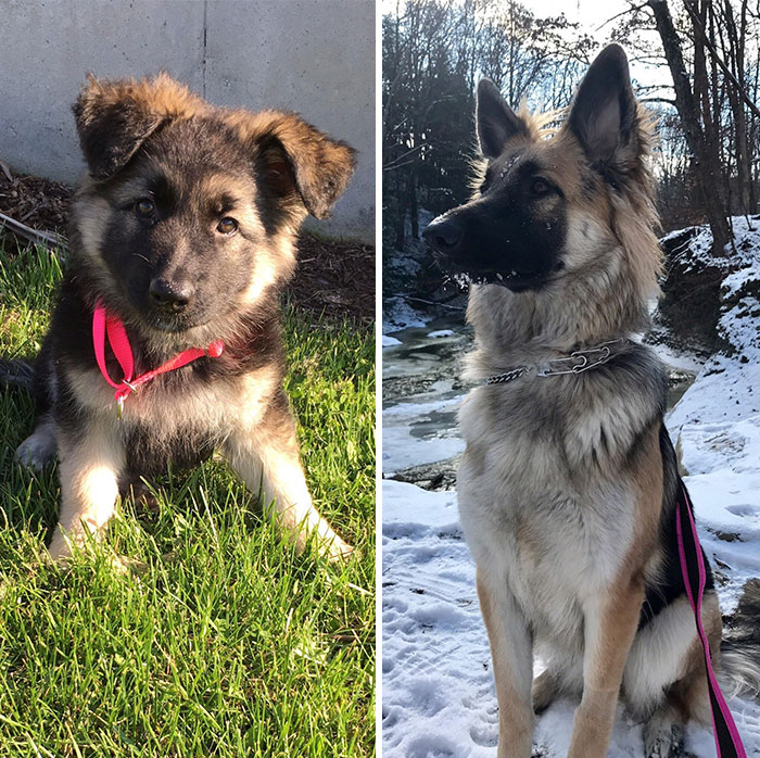When Your Precious Little Pupper Grows Up To Be A Majestic Doggo (Two Months To One Year)