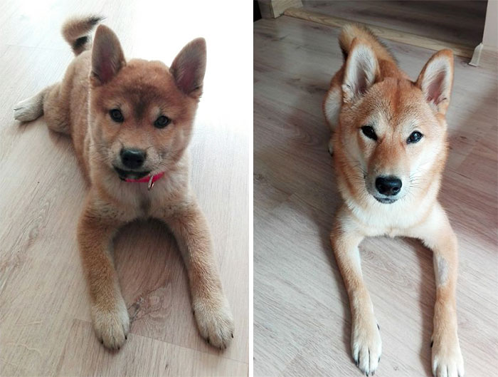 Saki The Shiba. Almost 6 Months Apart