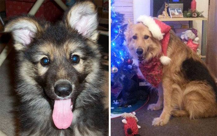 Storm In 2004, About 12 Weeks Of Age, And At 10 Years Of Age, We Wacky Lost Him 4 Months Before His 13th Birthday