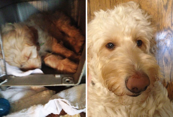 My Little Baby To My Crazy Scruffy Doggo