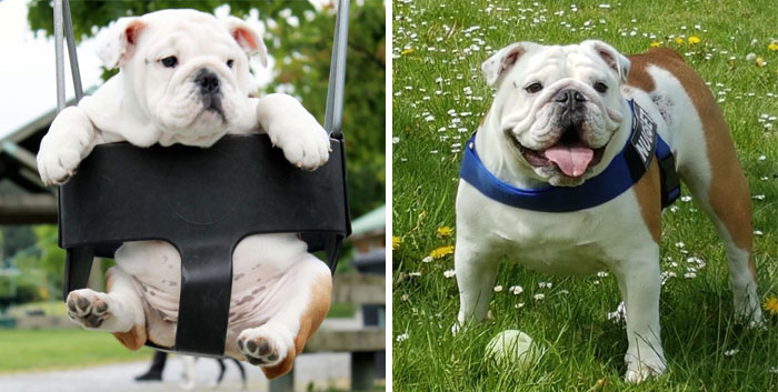 Nugget Then And Now - 2 Years Old