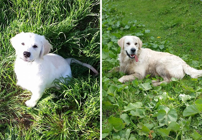 Small Pupper To Big (And Dirty) Doggo