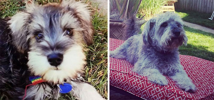 Jack. 9 Weeks & 5 Years Old