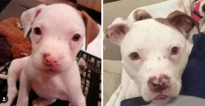 Roxie At 7 Weeks And 2 Years Later