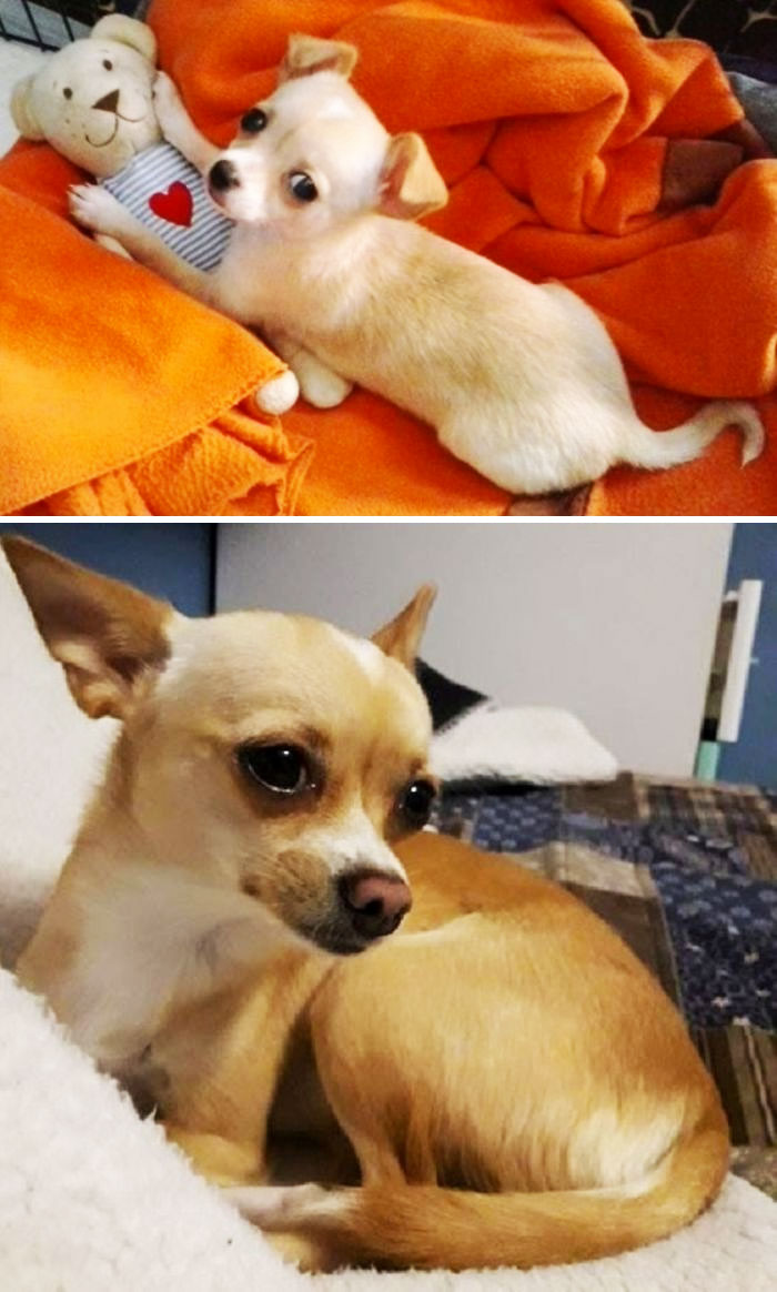 Myshi At 4 Months And 2 Years