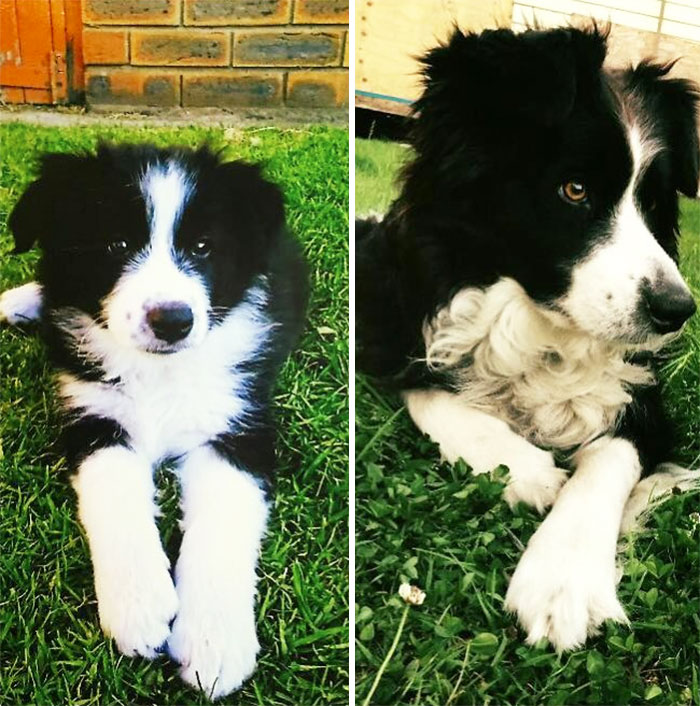 Jersey, 2 Months And On Her 7th Birthday