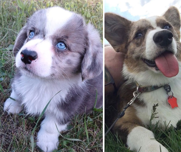 8 Weeks Vs 11 Months. My Pupper Is Always My Baby