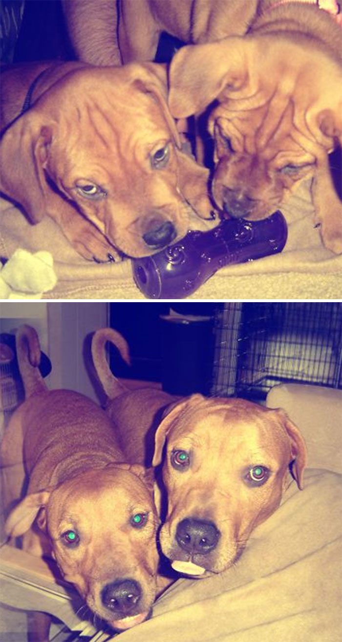 Bella And Her Brother Roscoe. 8 Weeks & 2 Years Old