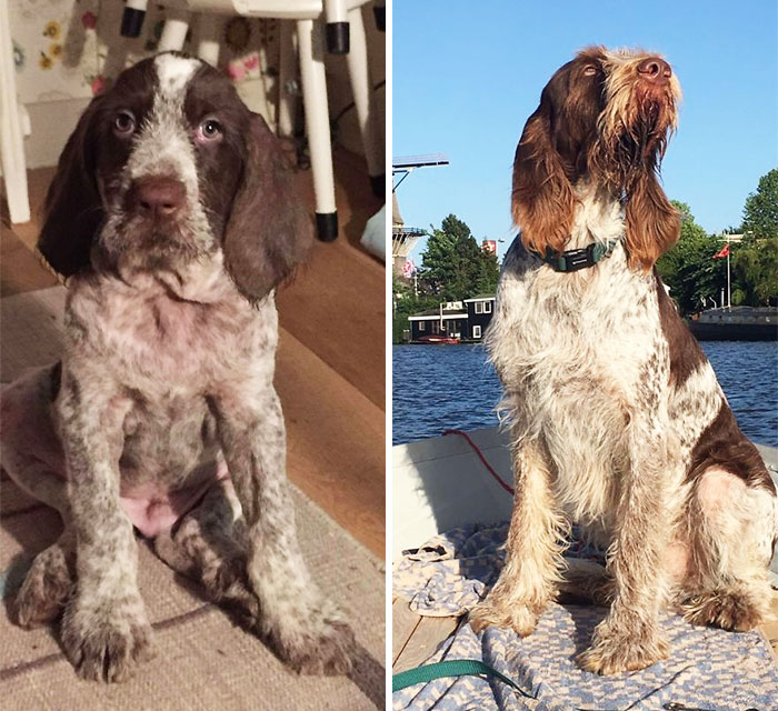 Sam The Spinone At 8 Weeks And 2,5 Years