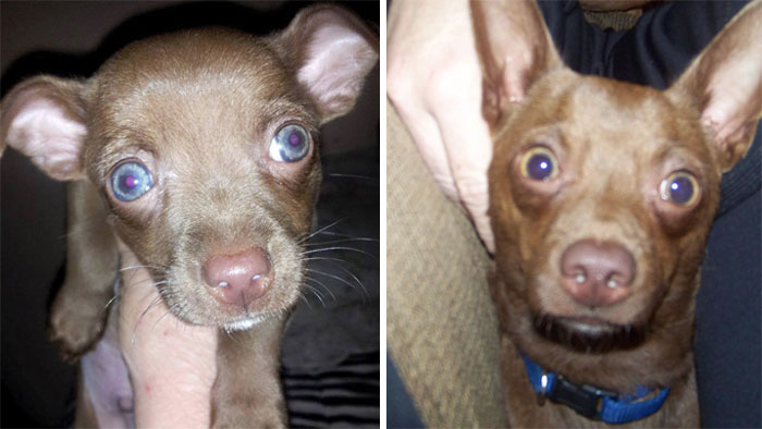 Connor, 8 Weeks And 15 Months. Chiweenie Wonder Boy