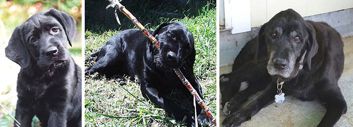 Sweet Delilah: 4 Months / 3 Years / 17-1/2 Years. Rip Sweetheart ♥♥♥