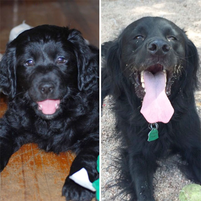 Spangold Charlie At 8 Weeks And At 4 Years