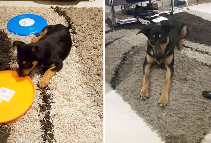 Beautiful Bailey Boy When We Got Him And 2 Days Ago After His Op