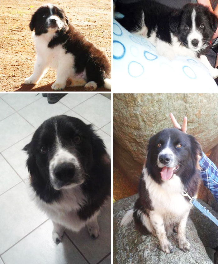 This Is Ace. Top Right Is The Day We Brought Him Home, Top Left Is A Couple Of Months, Bottom Two At 4 Years Old