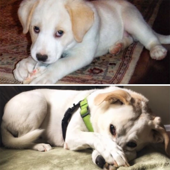 My Pup, Then And Now (2 Months-6 Years)