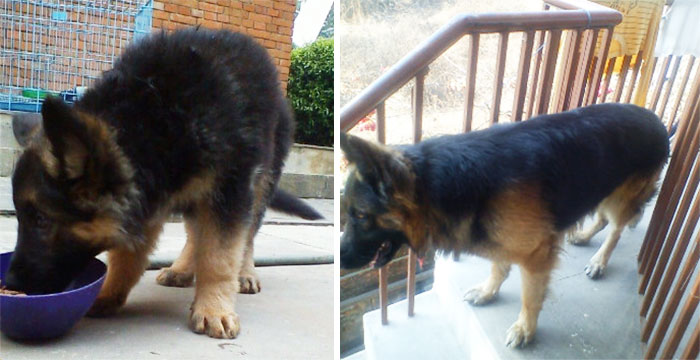 Our Pet Bhunte, Growing Up