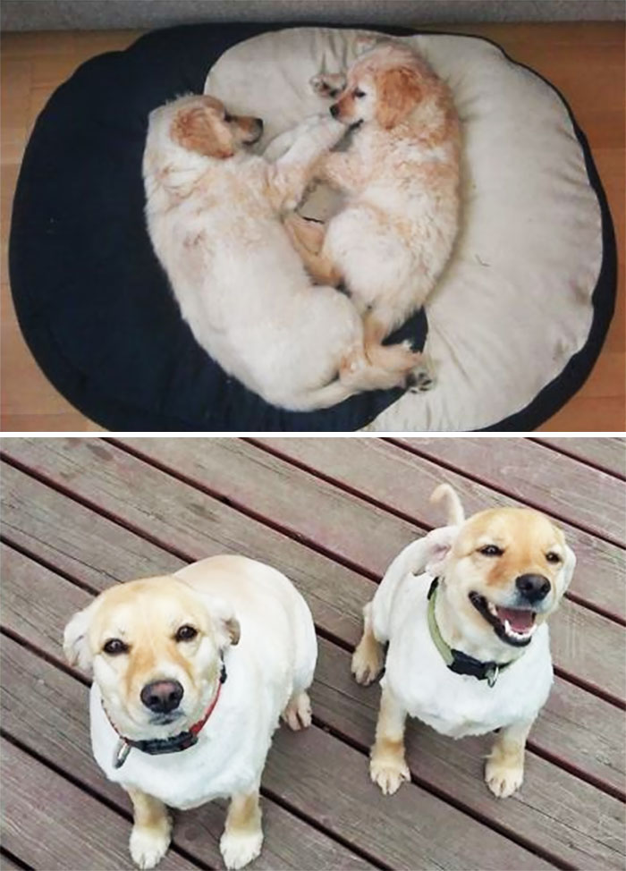 Sally & Sheesha At 2 Months Vs At 3 Years. Our Hapiness From A Shelter
