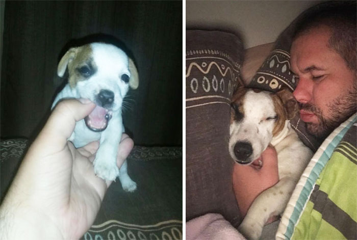 My Boy Banjo! 1 Month Vs 8 Months. He Used To Fit In The Palm Of My Hand, Now He Owns Half The Bed