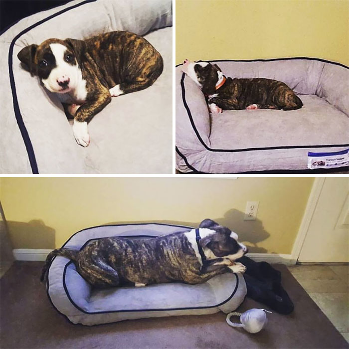 Bella 8 Weeks, To 7 Months