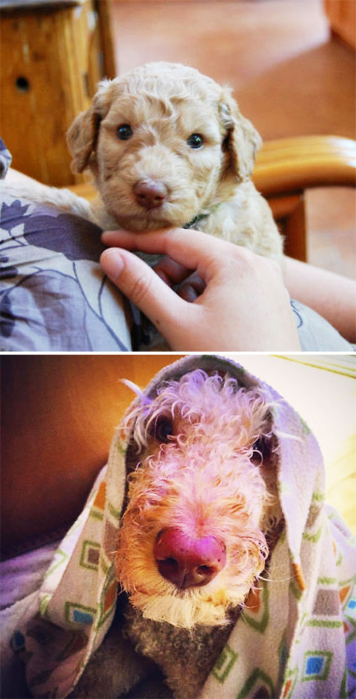 Basile, 1 Month Old Vs 7 Years Old. His Eye Colour Changed Quite A Bit, But Not His Pink Nose