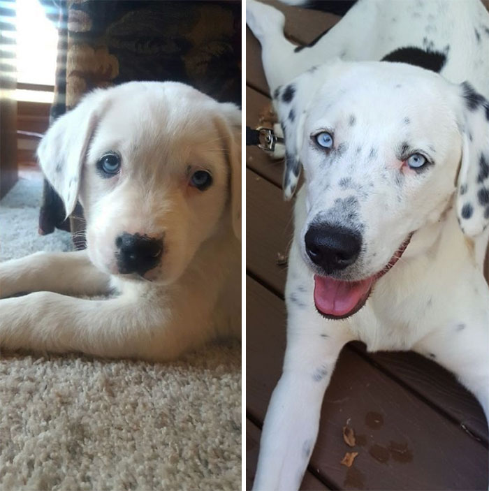Our Sweet Girl At 8 Weeks And At 8 Months