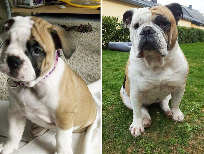 Difference Between Some Weeks And Now 8 Years Old Bulldoggirl