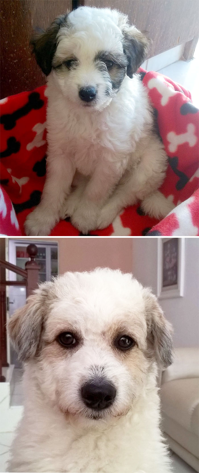 Milo At 3 Months Vs 18 Months