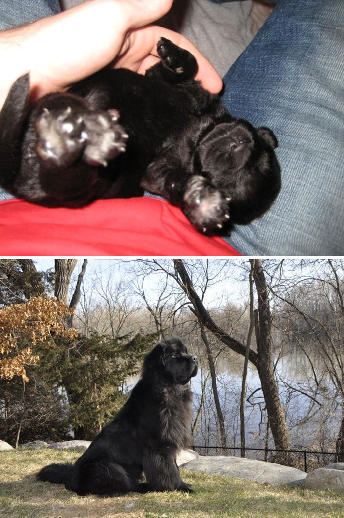 Meet Our 170 Lb Newfoundland, Maynard. He Just Turned 5 Years Old