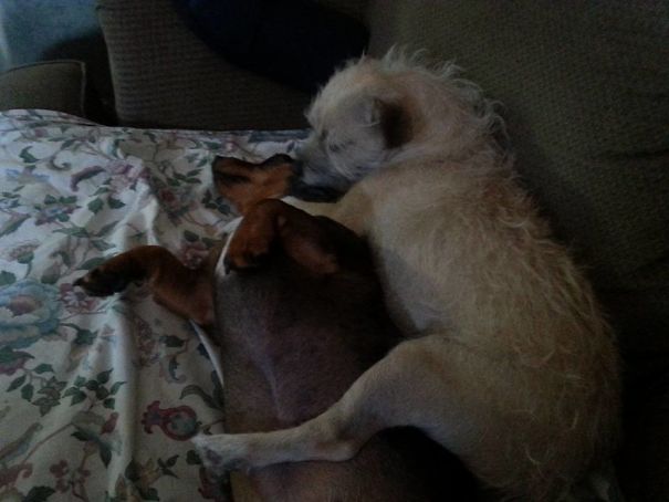 This Is How My Puppers Sleep